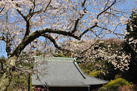妙本寺 02