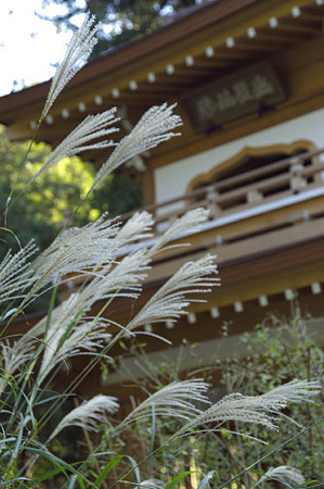浄智寺のススキ