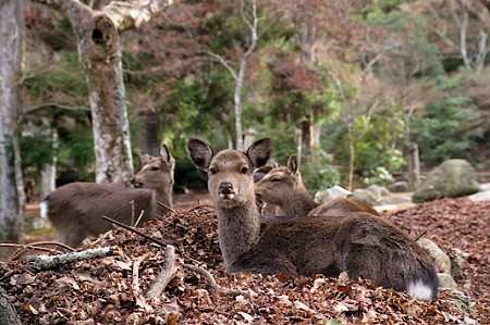 紅葉谷の鹿