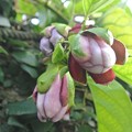 Photos: パッションフルーツ赤花種の蕾