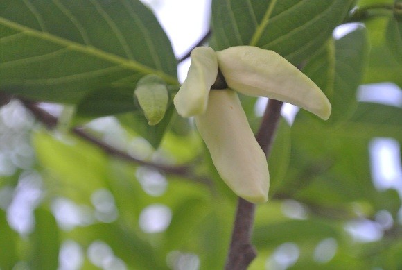 釈迦頭の花