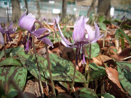 DSCN0466s