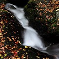 Photos: 落葉の渓流